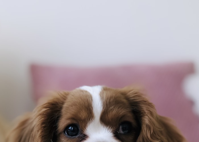 Yakından bakan kahverengi beyaz yavru köpek